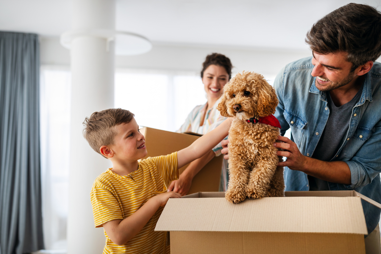 verhuizen-met-hond